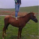 Sosyal medyada yeni moda zalimlar