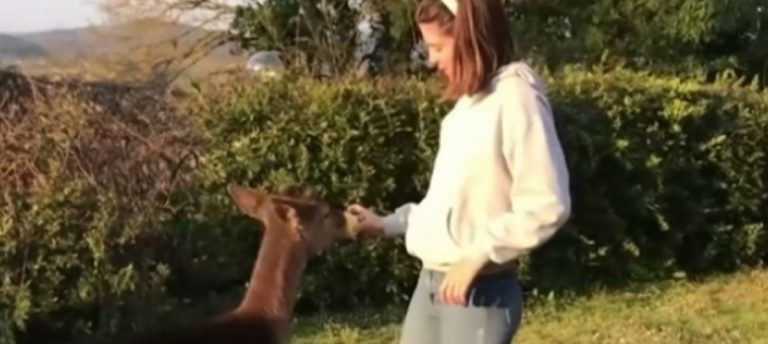 Kendini köpek sanan geyik İtalyan ailesinin yeni üyesi oldu