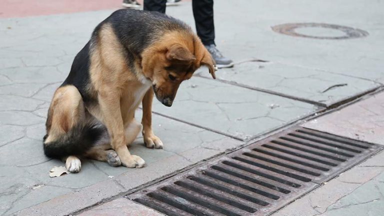 MAZGALI İZLEYEN KÖPEĞİN SIRRI ORTAYA ÇIKTI