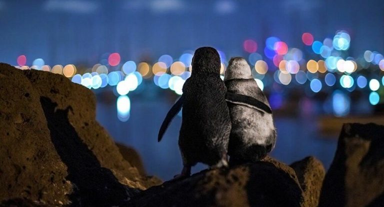 İki penguenin fotoğrafı ödül kazandı