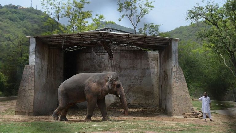 Kaavan, özgürlüğüne kavuştu