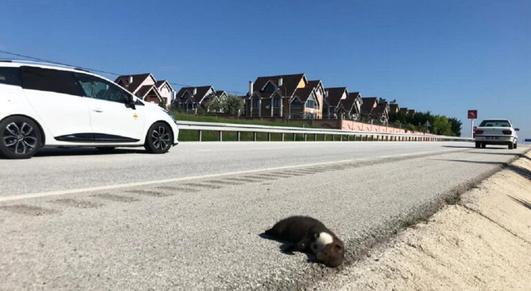 ‘Can Yolu’ uygulaması hayvan kazalarının önüne geçecek