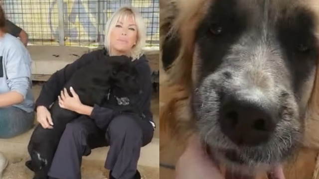 Ajda Pekkan’dan, Saldıran köpeklere zehirli et verin diyen Yıldız Tilbe’ye tepki