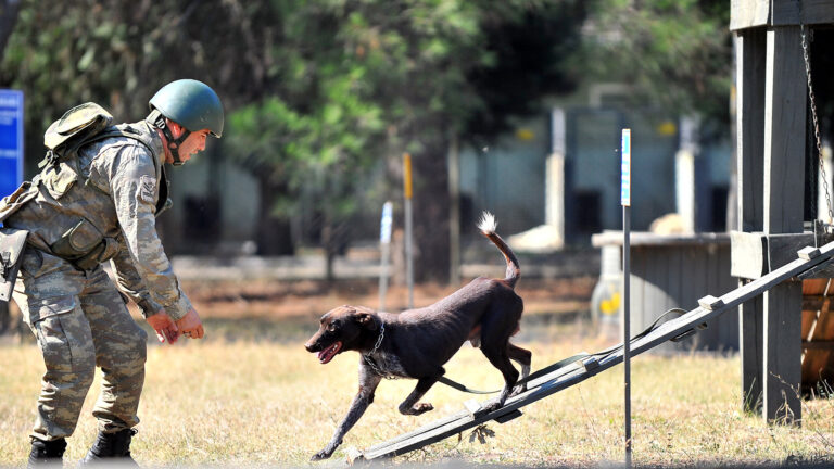 TSK’nın arama köpekleri enkazdan 78 kişiyi kurtardı