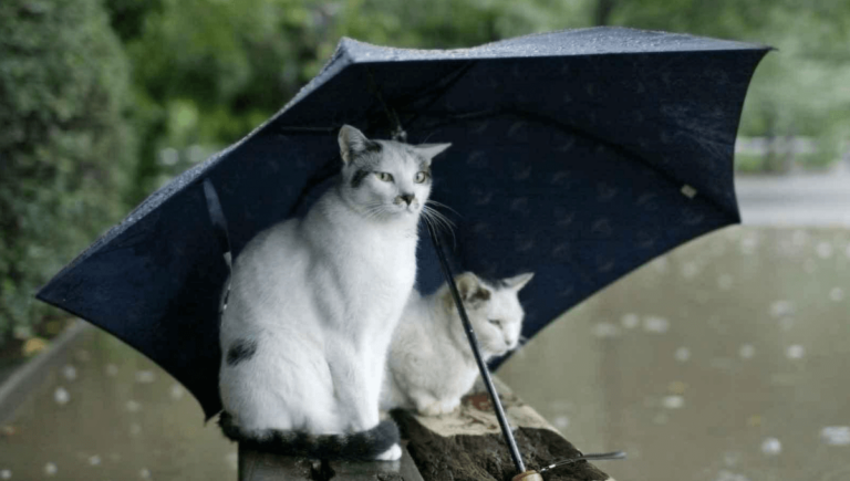 Meteoroloji’den 6 il için kırmızı alarm verildi