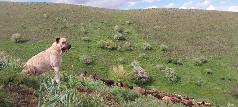 Kayıp Kangal köpeğinin yaptığı hareket görenleri duygulandırdı