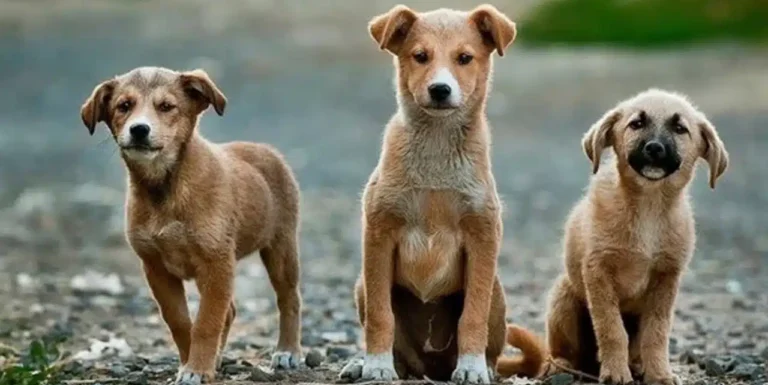 Sokak köpeklerinin uyutulmasını öngören yasa teklifi için çalışma başlattı