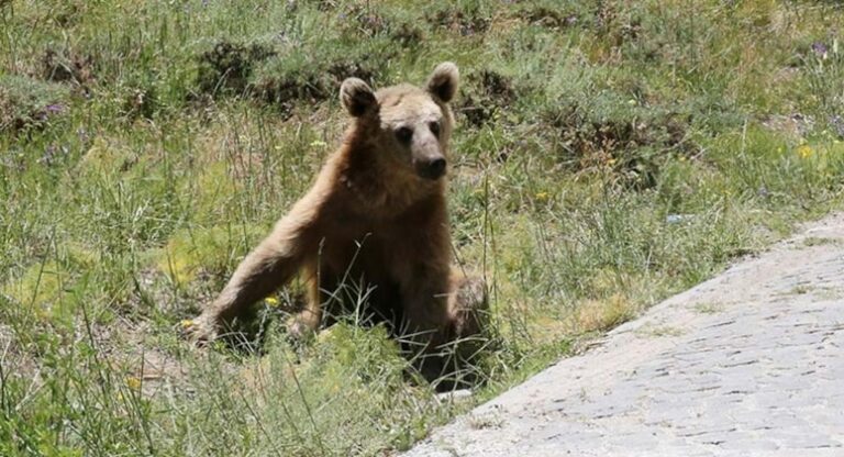 Nemrut Kalderası’nı ziyaret edenlerin karşısına bozayılar çıktı