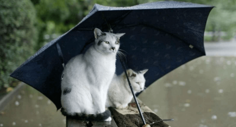 Aşırı Sıcaklar Devam Edecek mi. Meteoroloji Açıkladı