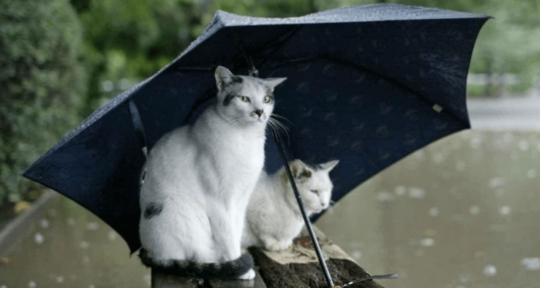 Meteoroloji’den 14 ile sarı uyarı