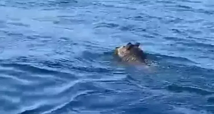 Beykoz’da yaban domuzu şehre inerek denize girdi